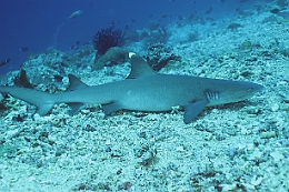 Sipadan_2015_Requin corail ou Aileron blanc du lagon_Triaenodon obesus_IMG_2069_rc